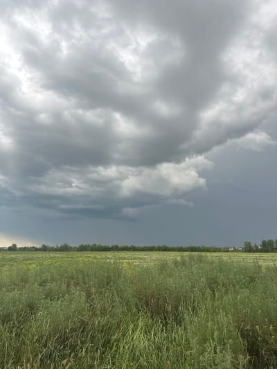 The media file depicts an outdoor scene under a cloudy sky, likely on an overcast day. The primary subjects are a vast, green field, possibly agricultural, stretching across the right side of the frame and extending into the distance. The field is dense with vegetation, appearing to be crops with thin stalks and leaves, some with seed heads or small yellow flowers interspersed. A line of trees forms a dark border along the horizon at the edge of the field.
The left side of the image is dominated by a dramatic sky filled with large, gray, and white clouds. The clouds appear heavy and textured, suggesting the possibility of rain or a storm. The light is diffused, indicating it is not direct sunlight.
There are no visible people or objects in the frame, nor any text. The scene conveys a sense of natural landscape and potentially impending weather changes. The location context, Заречный ауылдық округі, Kazakhstan, suggests a rural or semi-rural setting. The time of day is not explicitly clear but the overcast conditions would likely place it sometime between morning and late afternoon. The overall mood is one of natural expanse under a dynamic sky.