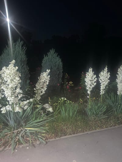 The image depicts a nighttime scene in Vyshchi Vil'shany, Ukraine, focusing on a garden area adjacent to a paved path. Dominating the foreground are several tall, white flower stalks, likely Yucca flowers, interspersed with lush green foliage and spiky leaves. Behind the flowering plants, two conical evergreen trees stand tall, their forms silhouetted against the dark night sky. In the mid-ground, a cluster of rose bushes with red and yellow blooms adds a splash of color. The overall impression is of a well-maintained garden, illuminated by an unseen light source which creates lens flares in the upper left quadrant of the image. The paved path in the foreground suggests a public space or a residential walkway.