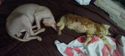 Two cats are sleeping on a brown, striped blanket. On the left is a hairless cat, curled up with its head tucked in. On the right is an orange tabby kitten, also sleeping and partially covered by a white and red patterned cloth. The background appears to be a wooden floor and a white object with Russian text. The scene is indoors, likely a bedroom. The provided location of Покосное, Russia is not directly ascertainable from the visual information alone.