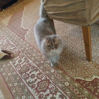 An indoor scene features a grey, long-haired cat with distinctively folded ears, standing on patterned carpeting. The cat, positioned centrally, looks towards the viewer with amber-colored eyes. Its tail is partially obscured behind a light-colored wooden chair leg, which supports a chair draped in a beige slipcover on the right side of the frame. In the lower-left, a human foot wearing a light-colored sandal is partially visible. The floor covering consists of at least two contiguous sections: one with a lighter background featuring red, beige, and green floral and striped patterns, and another with a darker, more densely woven pattern of small brown and beige motifs. This scene is located in the city of Baghdad, Iraq.
