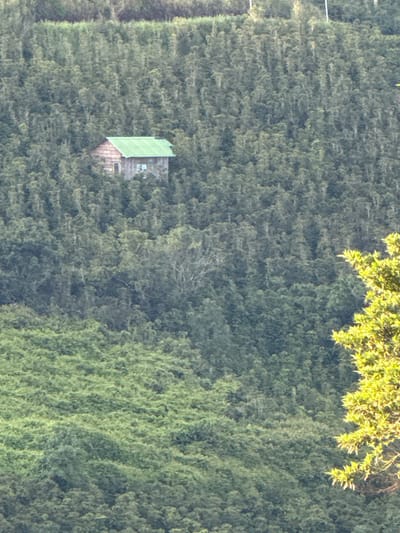 A small, weathered wooden cabin with a green metal roof is nestled amidst a dense, green forest. The cabin, which appears to be a single-story structure, has at least one visible window with a light-colored frame. The surrounding environment is dominated by lush vegetation, with trees and foliage extending as far as the eye can see. The terrain appears to be a hillside, with the cabin situated on a gentle slope. The image captures a remote and secluded setting, seemingly far from urban areas.