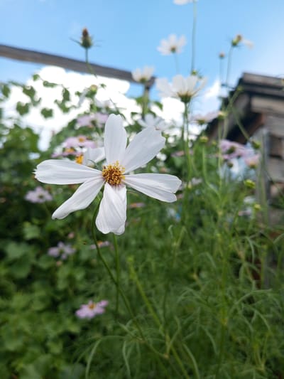 A close-up, low-angle shot captures a white cosmos flower in the foreground, its petals slightly curled and a yellow stamen visible at its center. The flower is set against a backdrop of green foliage and other blurred flowers, with a wooden structure and a bright blue sky with scattered clouds in the distance. The setting appears to be a garden or natural outdoor environment, possibly in Zavyalovo, Russia, given the context. The image conveys a sense of natural beauty and tranquility.