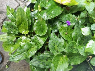 A cluster of green plants dominates the frame. Many have large, rounded, glossy leaves with dark spots. Some plants have solid green leaves, and a small purple flower is visible amongst them. The scene appears wet, likely due to rain or dew, enhancing the vibrancy of the foliage. The plants are situated in a pot, some of which is visible along the left edge of the image. Part of the surrounding area features textured grey stone.