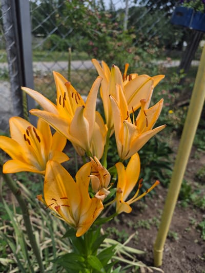 The image depicts a cluster of bright orange lilies in a garden setting. The flowers are in various stages of bloom, with prominent stamens visible. In the background, a wire mesh fence runs horizontally, with greenery and some indistinct structures behind it. To the right, a tall, slender yellow stake or pole is positioned vertically, seemingly supporting the plants or marking a boundary. The ground is covered with soil and scattered dry vegetation. The overall scene suggests an outdoor residential or park area. The specific location within the city of Tekeli, Kazakhstan, is not discernible from the visual information provided in the image itself.