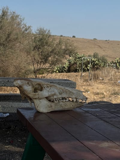 A weathered, bone-colored skull, identified as that of a wild boar, rests on a dark brown slatted wooden picnic table. The skull is positioned with its left side facing the viewer, exhibiting prominent teeth and tusks, and showing signs of discoloration and erosion. A green support leg of the picnic table is partially visible on the lower left. The ground directly beneath the table features sparse dry vegetation and a discarded white plastic item. In the midground, beyond a concrete bench, the arid landscape contains various dry shrubs, several large prickly pear cacti, and metallic frames interspersed among dry grasses and scattered refuse. The background consists of a parched, rolling hillside beneath a clear blue sky. The scene is located in the Galil Tachton Regional Council, Israel. No human presence or active interactions are observed.