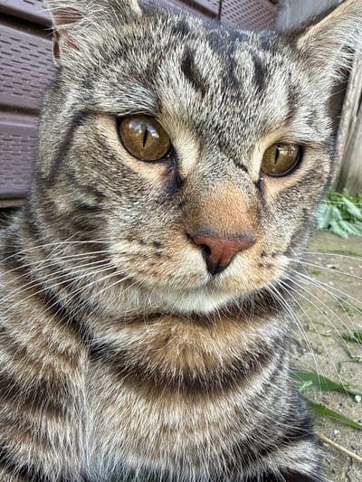 A close-up, head-and-shoulders shot captures a tabby cat in Verkhne-Pozim', Russia. The cat's fur is a mix of brown, black, and grey stripes, with white whiskers fanning out from its muzzle. Its large, amber eyes are sharp and alert, reflecting light with a keen intensity. The cat's nose is a soft pink, contrasting with its striped fur. The background is softly blurred, suggesting an outdoor setting with hints of greenery and possibly a wooden fence. The overall impression is one of a curious and alert feline, at ease in its natural environment.