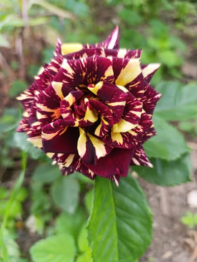 This media file features a close-up, eye-level shot of a vibrantly colored rose in bloom. The rose is the central subject, with its petals showcasing a striking bi-color pattern of deep burgundy and bright yellow streaks. The petals are tightly packed, indicating the flower is in full bloom or nearing its peak.
The background is softly blurred, creating a shallow depth of field that emphasizes the rose. It consists of green foliage and hints of brown soil, suggesting an outdoor garden setting. The lighting appears to be natural daylight, possibly late morning or early afternoon, judging by the brightness and the way light interacts with the petals. There are no people or discernible man-made objects other than what might be implied by a garden setting.
No specific activity or event is taking place; the image is a still life focused on the natural beauty of the rose. The overall mood is serene and appreciative of nature. Location cues are minimal, but the context provided indicates the location is Nikolichevtsi, Bulgaria. There is no visible text in the image.