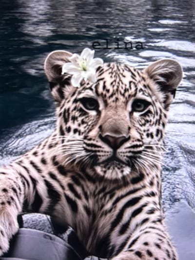 A close-up, low-angle shot shows a young leopard, adorned with a white flower on its head, positioned in the foreground. The leopard's face is the central focus, with its distinctive spotted fur clearly visible. Its eyes are open and looking forward, and its mouth is closed. The animal is partially submerged in water, indicated by the ripples and reflections surrounding it. The background consists of a body of water with a dark, textured surface, suggesting a natural setting. There is no indication of the city of Beșalma, Moldova, or any human presence in the image. The overall tone is one of natural beauty and gentle coexistence between the animal and its environment.