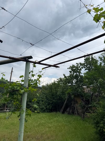 The image depicts an outdoor, rural or semi-rural scene in Drenkovo, Bulgaria. In the left foreground, a vertical, light green tubular metal post supports two parallel, rusty, dark brown metal pipes. A network of thin wires is strung above and between these pipes, forming a trellis structure. Green grapevines with leaves and tendrils are actively growing, wrapping around the green post, the pipes, and the wires. The immediate ground is covered with green grass and various uncultivated plants.
In the midground, further behind the trellis, an older, rustic building is partially visible on the right, largely obscured by trees and dense foliage. The building has a pitched roof covered with orange-brown tiles and appears to have walls constructed from stone and earth/adobe. Several wooden poles and planks are stacked or leaning against its exterior. Dense green deciduous trees form a prominent backdrop across the entire midground and background, with some glimpses of a cloudy sky visible through the foliage and above the treeline. The sky is predominantly overcast with various shades of grey clouds, indicating a cloudy day. No human figures or discernible animal life are present in the frame.