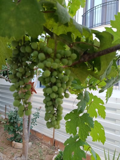 This media file shows a close-up, eye-level view of unripe green grapes on a vine. The grapes are small and clustered together, hanging from branches amidst large, green grape leaves. The vine appears to be growing outdoors, with a white, corrugated fence and some red brickwork visible in the background, suggesting a garden or backyard setting. A rose bush with some wilting reddish flowers is also visible in the lower left portion of the image. Further in the background, a building with a balcony featuring decorative ironwork can be seen. The lighting suggests it is daytime, likely with bright, natural light, as indicated by the highlights on the leaves. The focus is primarily on the grapes and leaves, with the background slightly blurred. There is no visible text in the image. The scene is peaceful and evokes a sense of nature's growth.