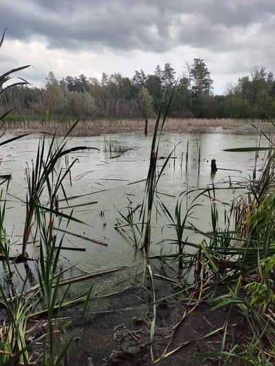 The image depicts a swampy area with murky, greenish water covered in a thin layer of algae. Numerous dead reeds and fallen branches litter the surface of the water. In the foreground, tall green reeds with brown seed heads emerge from the water. In the background, a dense forest of mixed deciduous and coniferous trees forms a treeline under a heavily clouded, grey sky. The scene appears to be located in a natural, undeveloped area, likely a wetland or marsh, potentially on the outskirts of a city. Given the general landscape, this could plausibly be a scene from the Yuzhnyy district of Russia, known for its natural areas and proximity to forests. No people are visible in the image.