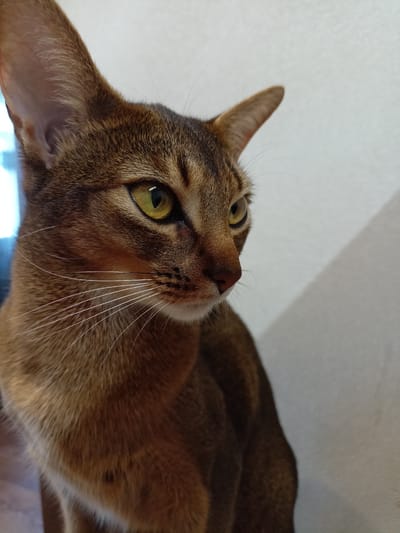 This media file is a close-up, portrait-style photograph of an Abyssinian cat. The cat is positioned in profile, facing towards the right of the frame, with its head and upper body visible. Its fur is a rich, warm reddish-brown color with darker tabby markings visible on its face and ears. The cat has large, expressive, almond-shaped eyes that are a striking yellow-green color, and they appear alert and focused on something outside the frame. Prominent white whiskers fan out from its muzzle, contrasting with its darker fur. The cat's ears are large and pointed, typical of the breed, and are tilted slightly forward, indicating attention. The background is simple and out of focus, consisting of a light-colored wall with a soft shadow cast upon it from the right. A faint blue light is visible on the left side of the frame, suggesting a window or light source in that direction. The lighting appears to be natural, possibly from daylight, creating a soft illumination that highlights the texture of the cat's fur and the contours of its face. There is no discernible activity taking place other than the cat looking intently to its side. The setting seems to be indoors, in a domestic environment. The overall mood conveyed is one of quiet observation and feline curiosity. There is no visible text in the image. The context provided indicates the location as Volgodonsk, Russia, but this cannot be deduced from the image itself.