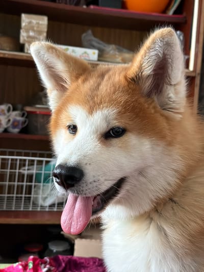 A close-up, slightly rotated, eye-level shot of a dog. The dog has white and light-brown fur. Its tongue is sticking out of its mouth. The dog is indoors, possibly in a home. There is furniture visible in the background. The location in the city of Заболотово, Russia is not possible to determine from the image.