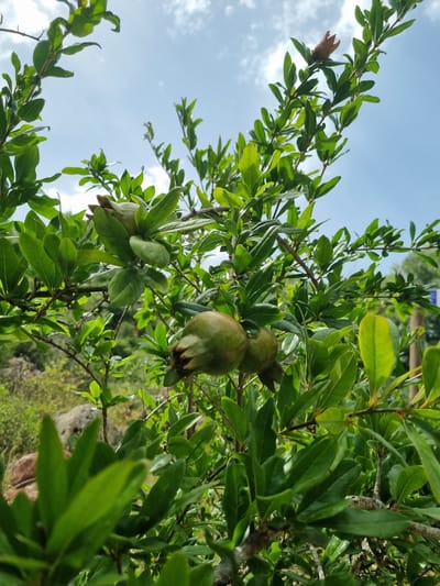 This is a close-up, low-angle shot of a pomegranate tree branch against a bright sky with scattered clouds. The leaves are a vibrant green, and several small, immature green pomegranates are visible, along with a single reddish-pink flower bud on the left side of the frame. The focus is on the foliage and fruit, with the background showing a blurred green landscape and some rocky terrain, hinting at a natural or rural setting. The lighting suggests it is daytime, with the sun illuminating the leaves and the sky. The image has a clear, sharp focus on the foreground elements, highlighting the textures of the leaves and the developing fruit. There is no visible text in the image. The overall impression is one of natural growth and the early stages of fruit development on a sunny day in Anna, Spain.