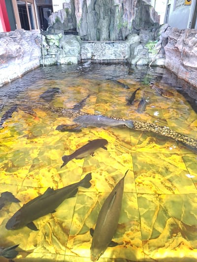 The image depicts an indoor water feature containing several fish. The water feature is built into a faux-rock wall, and the bottom appears to be lined with yellow-gold tiles. There are several fish swimming in the water, varying in size and species. A textured tube-like structure is visible running through the center of the frame. The picture was taken in the city of Blang Lilue, Indonesia.