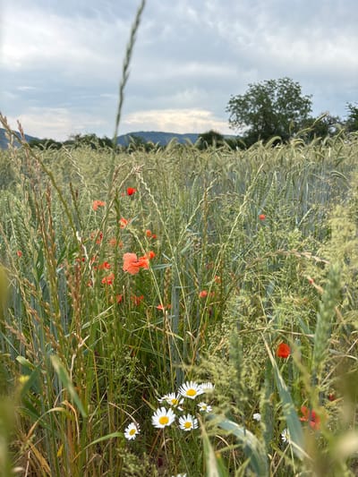 The image depicts a close-up view of a field with tall, green grass and scattered red poppies and white daisies. In the background, a line of trees and hills is visible under a cloudy sky. The scene is set in a rural environment, likely on the outskirts of the city of Wörth am Main, Germany, given the presence of agricultural land. There are no people or animals visible in the frame. The focus is on the natural elements of the field, emphasizing the textures and colors of the vegetation.