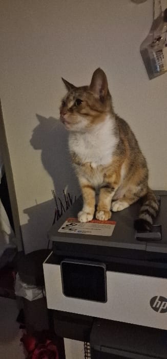 An indoor scene, situated in Blaye, France, features a domestic cat perched atop a multi-function printer. The cat, exhibiting a calico/tabby coat with prominent brown, orange, and white patches, sits upright, facing left and gazing beyond the frame. It displays a white chest, white paws, and a distinctly striped tail. The printer beneath the cat is a white and dark gray HP model, identifiable by its logo on the front panel and a dark rectangular screen. A sticker or label is partially visible on the printer's top surface, positioned under the cat's front paws. The background consists of a plain, light-colored wall. A prominent shadow of the cat's head and upper body is cast on the wall to the left, indicating a light source from the right. To the far left, dark, thin lines or wires are visible on the wall below the shadow. In the upper right corner, a clear plastic bottle is partially visible. The lower left background reveals a dark bin containing a white plastic bag, with a crumpled red fabric item present below it.