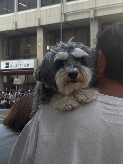 The image depicts a street scene focusing on two individuals and a dog. The primary subject is an individual seen from behind, wearing a light grey, ribbed crewneck sweatshirt. A small, long-haired dog, predominantly grey and white with a black nose and shaggy facial fur, is resting its front paws on the individual's right shoulder, looking directly towards the viewer. Its eyes are partially obscured by its fur. To the left of this primary subject, the back and long brown hair of a second individual are visible.
In the background, across a public thoroughfare, a multi-story building with a light-colored facade and dark, rectangular windows is visible. A prominent white rectangular sign with black and orange Japanese text is affixed to the building's lower section. The text reads "〇〇フィナンシャルグループ" (〇〇 Financial Group) and "ほくほくTT証券" (Hokuhoku TT Securities). The presence of "Hokuhoku TT Securities" identifies the location as being within the Hokuriku region of Japan, specifically consistent with the city of Kanazawa.
Further in the background, a crowd of out-of-focus individuals is visible on the street, some appearing to hold upright objects resembling signs or flags. The scene is illuminated by ambient daylight. No specific actions beyond the dog resting on the shoulder are discernible.