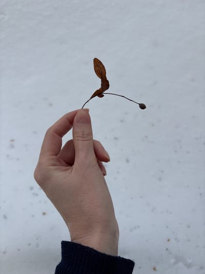 A fair-skinned human hand, likely an adult's, holds a dried, brown plant specimen against a snowy background. The hand grasps the thin stem of the specimen between the thumb and index finger. The plant specimen consists of a dried, leaf-like samara approximately 3-4 cm long, brown in color, attached to a slender stem. The stem extends further to the right, ending in a small, dark, ovoid seed pod or fruit. The wrist of the hand is partially visible, showing the cuff of a dark blue or black long-sleeved garment. The background consists entirely of white snow, scattered with numerous small, dark, irregular specks. The scene takes place in Velikiye Luki, Russia.