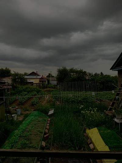 The image depicts a rural backyard garden in Belogorsk, Russia, under a dark, overcast sky. The scene is dominated by lush green vegetation, with rows of plants and garden beds visible. Several structures are present, including a house with a red roof, a brick building, and a wooden shed. A wooden ladder leans against the brick building, suggesting ongoing work or maintenance. A clothesline with clothespins is strung across part of the yard. Two garden beds are covered with green netting, and another is partially covered by a yellow tarp. The overall impression is one of a working garden in a somewhat rustic setting, with the weather indicating a potential for rain.