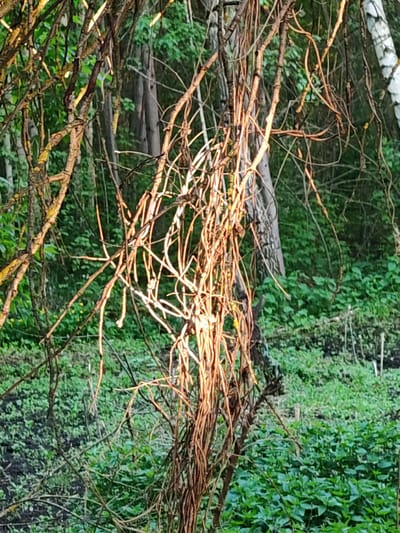 The image shows a dense, overgrown area likely located in a wooded or natural environment. In the foreground, there are numerous intertwined branches and vines, some illuminated by sunlight creating a strong contrast. The foliage is a mix of greens and browns, indicating varying stages of growth or decay. In the background, there are trees with green leaves suggesting a forest or park setting. The ground is covered with low-lying plants and vegetation. The location is Mikhnevo, Russia. The overall scene suggests an unmanaged or wild area, with natural elements dominating the view.
