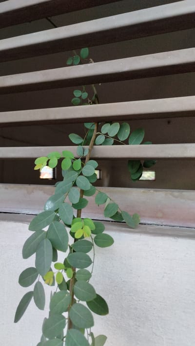 A close-up, eye-level shot features a thin, woody stem of a climbing plant with numerous small, oval-shaped green leaves. The plant is growing upwards, appearing to weave through a series of horizontal, dark brown slats, likely part of a window blind or shutter. Behind the slats, a dimly lit background suggests an indoor space, with faint rectangular openings visible. The lower portion of the image shows a textured, light-colored wall, possibly concrete or stucco. The plant is the primary subject, with its leaves exhibiting varying shades of green, some appearing brighter and newer. The overall scene is quiet and still, with no people or animals present. The lighting is diffused, creating soft shadows. The location is specified as Tanjungsari, Indonesia.