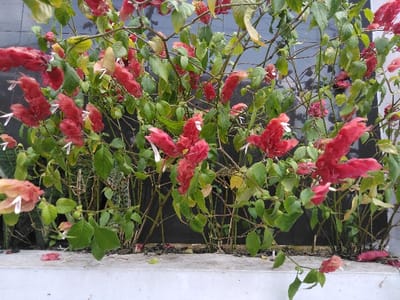 The image displays a dense planting of *Justicia brandegeeana*, commonly known as Mexican shrimp plant, situated in a planter box within San Cristóbal, Costa Rica. The plants exhibit numerous vibrant red, elongated bracts from which small white tubular flowers protrude. The foliage is predominantly green, with varying shades and some visible yellowing. The plants grow in dark soil or mulch, bordered by a white concrete or painted planter box that spans the lower foreground. Several fallen red bracts are scattered on the white planter surface and among the soil. In the background, a dark, indistinct vertical surface, possibly a wall, is partially visible, along with glimpses of other foliage, including a plant with variegated leaves resembling *Sansevieria trifasciata* towards the lower left. No people or actions are depicted.