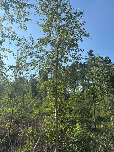 This image depicts a sunlit forest scene with a clear blue sky. The foreground is dominated by a tall birch tree with its characteristic white bark and green leaves. The middle ground is a dense collection of various trees and undergrowth, with a mix of deciduous and coniferous trees visible. The background shows a further expanse of trees, with taller pine trees forming a darker canopy against the bright sky. Sunlight filters through the leaves, creating dappled light and shadows on the forest floor. The scene is natural and undisturbed, suggesting a remote or park-like setting. There are no people or animals visible in the image.