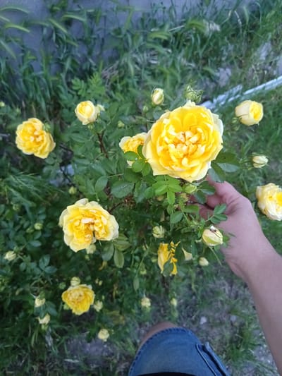 In the city of Nor Geghi, Armenia, an individual's hand, partially visible on the right side of the frame, gently touches a bush laden with bright yellow roses. The roses, in various stages of bloom, are the primary subjects, their petals unfurling in the soft light. The background consists of dense green foliage and a muted, grey wall or structure, suggesting an outdoor setting. The person is wearing blue denim shorts, the texture and color of which are discernible at the bottom of the image. The overall impression is one of natural beauty and a moment of quiet appreciation.