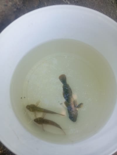 A white bucket contains murky water with three fish. One larger fish, dark brown in color, is positioned vertically in the center of the bucket. Two smaller, lighter brown fish are located to the left of the larger fish. The bucket is sitting on a rough, textured surface, possibly concrete or asphalt. The scene is outdoors, under natural light, with some foliage reflected on the surface of the water. The image was taken in Buzke, Ukraine.