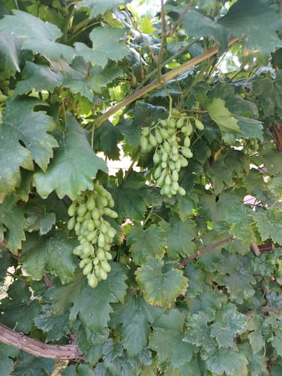 A close-up shot of a grape vine shows two clusters of unripe green grapes hanging amidst lush green leaves. The grapes are oval-shaped and densely packed on their stems. The leaves are broad with serrated edges and appear healthy, with some showing slight yellowing. The vine's woody branches are visible, intertwining with the foliage. The scene suggests a vineyard or garden setting, likely in Tavaksay, Uzbekistan, a region known for its fruit production. The lighting indicates it is daytime, with sunlight filtering through the leaves, creating a natural and vibrant atmosphere.