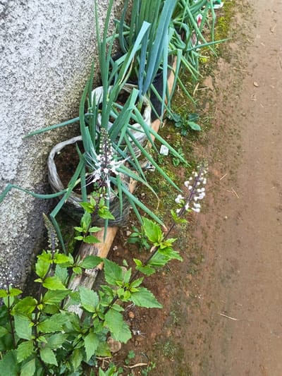 The image displays a close-up, slightly tilted view of a small, informal garden patch set against a textured, light-colored wall and a dirt ground. The scene is dominated by various green plants in different stages of growth and bloom.
A prominent row of vibrant green, tall, and slender-leaved plants, strongly resembling green onions or spring onions (Allium fistulosum), is arranged along the base of the wall. These plants are growing in individual, seemingly repurposed containers, which appear to be greyish-white fabric or plastic bags filled with dark soil.
Interspersed among the green onions, particularly in the central part of the image, is a plant with distinctive white flowers. These delicate blooms feature long, slender, protruding stamens, giving them a spiky, "cat's whiskers" appearance, characteristic of *Orthosiphon aristatus*. This plant also has smaller green leaves and darker stems below its flowers.
In the lower foreground and extending towards the right, another type of plant is visible. It has broader, oval-shaped green leaves and noticeable dark, purplish stems. This plant produces small, dense spikes of light purplish-white flowers. One such flower spike is clearly visible on a stem extending towards the lower right, and another, less defined, is seen on a stem in the lower left.
Along the ground, between the plant containers and the dirt path, are scattered patches of small green weeds and moss. A light-colored wooden stick or piece of bamboo lies horizontally behind some of the containers, possibly serving as a border or support.
To the left, the textured wall, possibly concrete or stucco, runs vertically, providing a neutral background. To the right, a reddish-brown dirt path or ground area is visible, showing signs of dampness in certain spots with darker soil patches.
The lighting is natural and soft, suggesting daytime without direct harsh sunlight. The perspective is slightly elevated, looking down into the garden area. No specific activity is occurring, and there is no visible text.