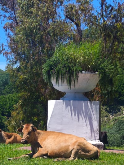 The image portrays a tranquil outdoor scene under a bright, clear blue sky, characteristic of Viadati Eshyra, Abkhazia. In the foreground, a light brown cow with small horns is seen resting peacefully on lush green grass, facing slightly to the left. A second light brown cow is partially visible, also lying down, just behind the first. To the right, a dark-colored animal is largely obscured by a prominent white stone pedestal.
At the center of the mid-ground stands a large, elegant urn-shaped white planter, filled with abundant green foliage, including ferns that gracefully drape over its edges. This planter is mounted on a sturdy white stone pedestal. Strong sunlight casts distinct shadows from the pedestal and planter to the left, suggesting a sunny day, likely during midday or early afternoon. The background is dominated by a dense array of trees with varying shades of green and brown leaves, indicating a richly vegetated landscape. The overall impression is one of natural beauty and serenity within a rural or park-like setting. There is no visible text in the image.