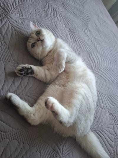 The image shows a white cat with green eyes lying on its back on a gray, textured bedspread. The cat is facing the camera, with its front paws curled up near its chest and its hind legs extended. Its fur is fluffy and appears to be a light cream color with some subtle tabby markings on its face and legs. One of the cat's front paws has dark gray markings on its pads and toes. The background is a plain, quilted gray fabric, suggesting the cat is indoors, possibly on a bed. The lighting appears to be soft and diffused, indicating it might be daytime. There is no visible text in the image. The cat's expression is relaxed and playful, with its eyes wide open and looking directly at the viewer. The scene evokes a sense of comfort and domesticity.