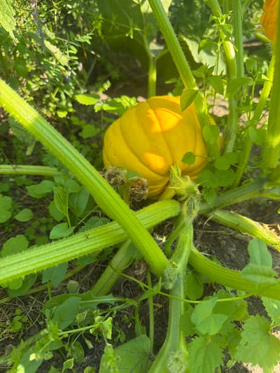 A bright yellow pumpkin is nestled among its green vines and leaves in Jalguba, Russia. The pumpkin is round and plump, with visible segments. Several thick, fuzzy green stems radiate from the base of the pumpkin, intertwining with smaller green leaves and some dried, brown floral remnants. The ground beneath is dark soil, sparsely covered with small green plants and dried leaves. The overall scene suggests a garden setting bathed in natural sunlight.