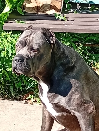 This media file is a close-up photograph of a brindle Cane Corso dog sitting outdoors. The dog is the primary subject, occupying the majority of the frame. Its head is turned to the left, and its gaze is directed off-camera. Notable features of the dog include its muscular build, dark brindle coat with a white chest marking, and expressive eyes.

The setting appears to be a yard or garden. In the background, there is dense green foliage and a wooden bench. The bench has some objects on it, including what looks like decorative metal rings and a patterned surface. The ground in the foreground is a light-colored, rough surface, possibly concrete or dirt.

The lighting suggests it is daytime, likely a sunny day, given the bright illumination and distinct shadows. The overall mood is calm, with the dog appearing alert but relaxed. There is no visible text in the image. The provided location context is Pavlovsky Posad, Russia.