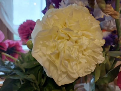 The image captures a vibrant, close-up still life of a floral arrangement, likely set indoors in Mshanets, Ukraine. The primary subject is a large, fully bloomed creamy white or pale yellow peony, positioned centrally and slightly to the right, dominating the foreground. Its numerous petals are intricately layered and ruffled, creating a rich, full texture.
Behind and around the central peony, other flowers add depth and color to the composition. To the left and in the mid-ground, bright pink or fuchsia flowers, possibly poppies or similar species, are visible, characterized by their soft, undulating petals. In the background, particularly to the right and top, dark purple and blue irises with their characteristic shapes and some dried elements are discernible. Lush green foliage, likely belonging to the peonies and irises, frames the bottom and sides of the floral display.
The background features a soft, diffused light source, indicating a window or bright opening, especially in the upper left corner where a light blue hue with a subtle bright spot is visible. The lighting is natural and gentle, highlighting the textures and colors of the flowers without harsh shadows. A hint of a patterned surface, possibly a brick wall, can be seen in the far bottom right corner. The overall scene conveys a sense of natural beauty and domestic tranquility. There are no people or visible text in the image.