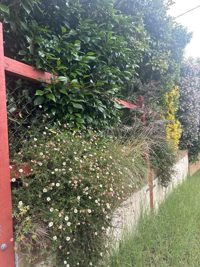A lush garden scene showcases a vibrant mix of plants. On the left, glossy green shrubs thrive, contrasting with a bush laden with small white and pink flowers to the right. Behind, a variety of greenery adds depth, including hints of yellow and purple foliage. A pathway meanders along the top right, lined with grass. A red-painted wooden structure and chain-link fence frame the lower section, adding a structured element to the natural scene.