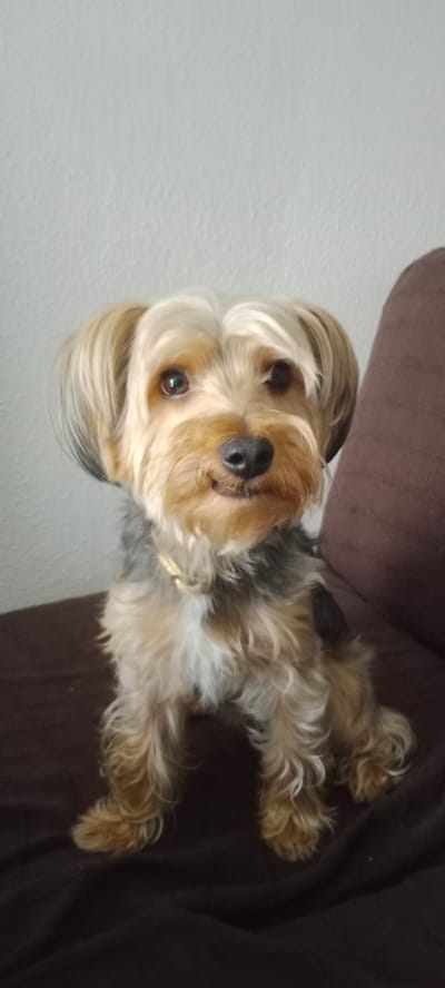 A Yorkshire Terrier dog is sitting on a dark brown couch in front of a light-colored wall. The dog is facing the camera with its head tilted slightly. It has light brown and gray fur, with darker brown markings around its eyes and ears. The dog is wearing a thin, light-colored collar. The background wall appears to be textured and is evenly lit. The couch is upholstered in a dark, matte fabric. The scene is indoors, and the lighting is soft and diffused.