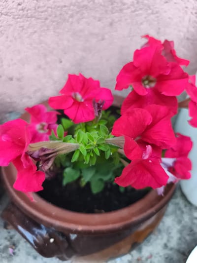 A close-up shot captures a cluster of bright pink petunia flowers in a brown ceramic pot against a textured, pale pink wall. The flowers are the central focus, with their vibrant petals unfurling. Some of the blooms are in full bloom, while others appear to be in various stages of development or decay, with one brown, wilted petal clearly visible. The leaves of the plant are a vibrant green, contrasting with the darker soil in the pot. The background wall is out of focus, showing a rough, stucco-like texture. The lighting suggests it is daytime, with soft light illuminating the scene. The overall impression is one of natural beauty, likely in a garden or outdoor setting within the city of Marinka, Bulgaria.