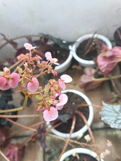 The image displays a close-up, elevated view of potted plants located in Munyati, Zimbabwe. The primary subject is a plant bearing numerous small, light pink flowers with subtle darker pink speckling, some exhibiting minute yellow centers. The plant's stems are reddish-brown and appear somewhat woody. In the midground, multiple round, white pots contain dark soil. Some pots also hold plants with broad, reddish-brown leaves, a few of which appear dried or discolored. The background consists of a textured, light gray or off-white wall, beneath which the ground surface is indistinct and mottled in shades of brown and gray. No individuals or active interactions are present in the scene.