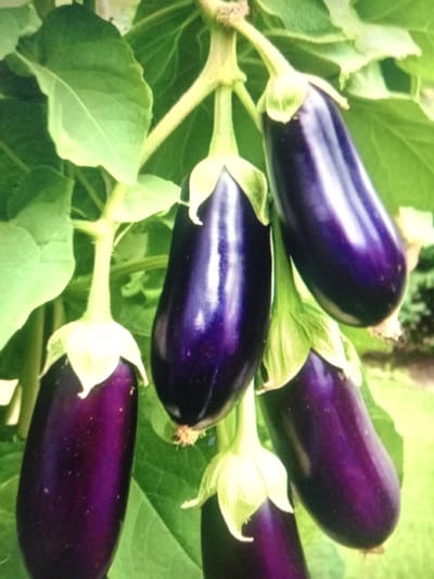 The image shows a close-up view of several ripe eggplants growing on a plant, surrounded by green leaves. The eggplants are a deep purple color and appear to be smooth-skinned. Some are angled towards the viewer, while others are partially obscured by leaves. Small white sepals are visible at the base of each eggplant where it attaches to the stem. The overall scene is bright and appears to be in natural daylight. The setting is likely a garden or farm in Qorowul, Uzbekistan, given the provided location context. There is no text visible in the image. The focus is on the vibrant colors and textures of the eggplants and foliage.