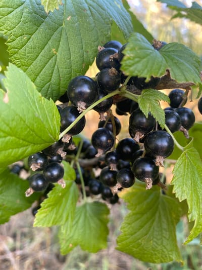 A close-up, slightly angled shot shows a cluster of ripe black currants hanging from a branch, interspersed with vibrant green leaves. The currants are dark, round, and glossy, with small brown stems still attached. The leaves are broad with serrated edges and visible veins. The background is softly blurred, suggesting an outdoor setting with dappled sunlight filtering through. The scene appears to be a natural growth of currant bushes. There is no indication of the city of Vasylkiv, Ukraine.