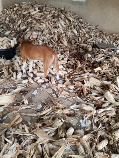 The scene is an interior view within Kamantan, Nigeria, recorded at 06:31 on October 12, 2025. A light brown short-haired dog with white markings on its legs stands on a ground surface, its back partially oriented towards the viewer. The ground consists of concrete or broken tiling and is extensively covered with scattered dried corn cobs and husks. A large, dense pile of dried corn cobs, many still encased in their husks, dominates the background and upper right portion of the image. To the left of the dog, a black plastic tub contains numerous shelled white corn cobs. Additional loose dried corn cobs and husks are distributed across the entire visible floor area. A plain, light-colored wall is visible behind the large corn pile. No human individuals are present.