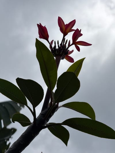 The image displays a low-angle perspective of a flowering plant, identified as Plumeria (Frangipani), set against an overcast sky in Dumbéa, France. The plant's main stem, dark and partially obscured by backlighting, extends from the lower left upward toward the right. Numerous ovate, dark green leaves with visible venation are arranged along the stem, largely appearing in silhouette. At the top of the stem, a cluster of Plumeria flowers and buds is present. The flowers, appearing in shades of deep red and yellow due to backlighting, are partially open and distinct against the brighter sky. Multiple smaller flower buds are also visible within the cluster. The sky itself is a uniform light grey, characteristic of an overcast day, with no other discernible features. There are no people, animals, man-made objects, or specific actions depicted in the scene.