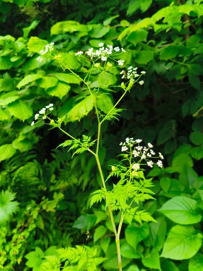 An outdoor medium shot captures a flowering plant with delicate white blossoms against a backdrop of lush green foliage. The plant's stem is visible, and its leaves are finely serrated. The surrounding vegetation appears dense and varied, suggesting a natural or garden setting. The lighting indicates daylight. The image does not depict any individuals, actions, or interactions. The location is identified as Gusyra, Russia.