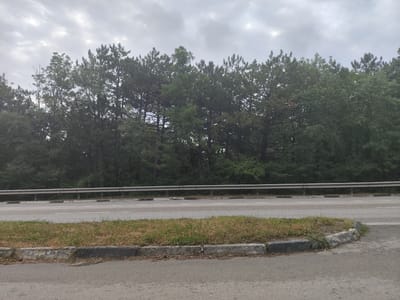 The image shows a road with a grassy median and a line of trees in the background under a cloudy sky. The road has two lanes and a guardrail separating it from the trees. The median is covered in dry grass and some weeds. The trees are a mix of evergreen and deciduous species, forming a dense wall of foliage. There are no people or vehicles visible in the image. The scene appears to be located in a rural or suburban area, possibly along a highway. The overall impression is one of a calm and uneventful day.