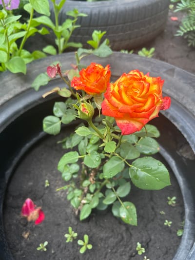 Two orange and yellow roses are blooming in a planter made from a tire. The roses have water droplets on their petals. The planter is filled with dark soil and small green plants are growing around the roses. In the background, there are more green plants and parts of another tire. The scene appears to be an outdoor garden.