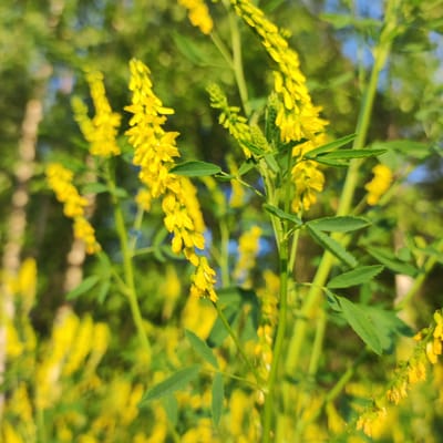 This is a close-up photograph of a flowering plant with small yellow blossoms. The blossoms are arranged in elongated clusters along the stems. The plant has green leaves, which are trifoliate (composed of three leaflets). The background is blurred, creating a shallow depth of field that emphasizes the flowers and leaves in the foreground. The background consists of soft green foliage and hints of blue sky, suggesting an outdoor, natural setting. The lighting appears to be natural, possibly from the sun, as evidenced by the bright illumination of the flowers and the dappled light effect in the background. The overall mood is serene and natural, evoking a sense of springtime or summer. The image does not contain any people, text, or specific identifiable landmarks that would indicate a precise location beyond a general natural environment. However, the provided location context indicates the scene is Kineshma, Russia. The time of day is likely daytime, given the brightness of the light. The weather appears to be pleasant and clear.