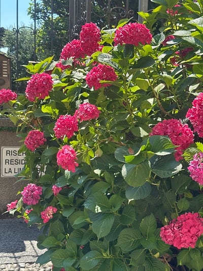 This image captures a close-up view of a dense bush laden with vibrant pink hydrangeas, interspersed with lush green leaves. The sunlight casts dappled shadows across the foliage, suggesting it's daytime, likely with clear skies. In the background, a black wrought-iron fence is partially visible, hinting at an outdoor setting such as a garden or a decorative boundary. Further in the background, trees and a clear blue sky are visible through the fence, indicating an outdoor location. A white sign with black text is also visible, reading "RISER RESID LA LIN". This sign, along with the overall appearance of the flora, suggests the location might be in San Giovanni, Italy. The overall mood is serene and natural, focusing on the beauty of the blooming flowers.